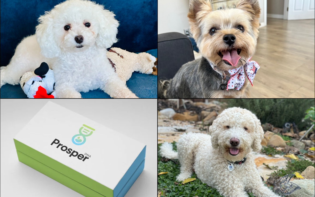 August 30, 2024 | CNSI Magnify company, Prosper DNA, helps pet lovers provide better care through breed, age, personality, and health testing