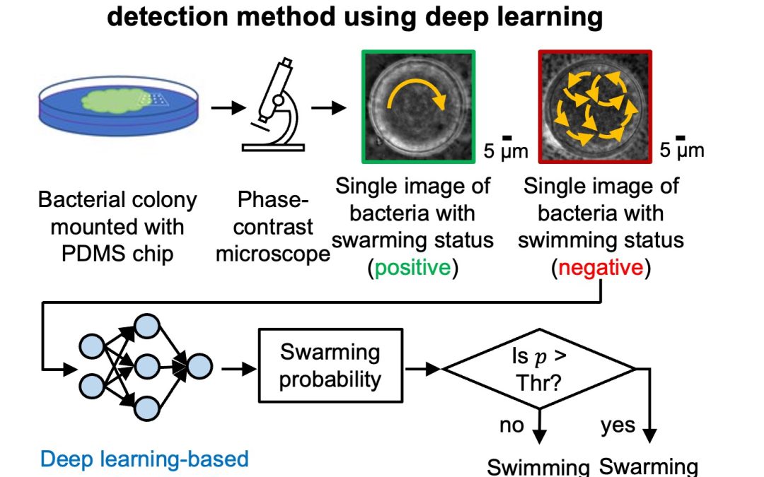 May 18, 2025 | AI Predicts Bacterial Swarming from a Single Blurry Image, Unlocking New Diagnostic Possibilities
