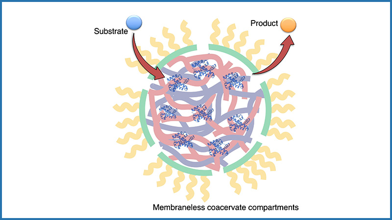 May 27, 2025 | National Science Foundation Awards Nearly $2M to UCLA for Cell-Free Biomanufacturing Initiative