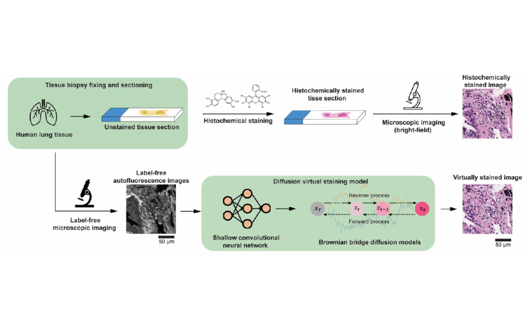 June 30, 2025 | AI Performs Virtual Tissue Staining at Super-Resolution