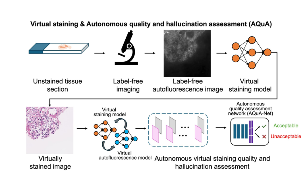 June 16, 2025 | Autonomous detection of AI hallucinations in digital pathology