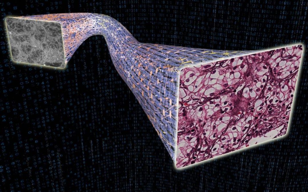 August 21, 2025 | AI watching AI: Dangerous errors in digital pathology caught by UCLA system