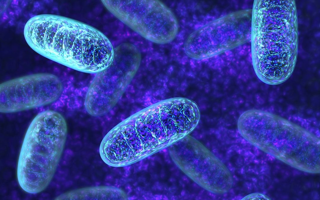 September 25, 2025 | Mitochondrial secrets revealed: UCLA-led team discovers physics of how cell’s powerhouse splits to reproduce