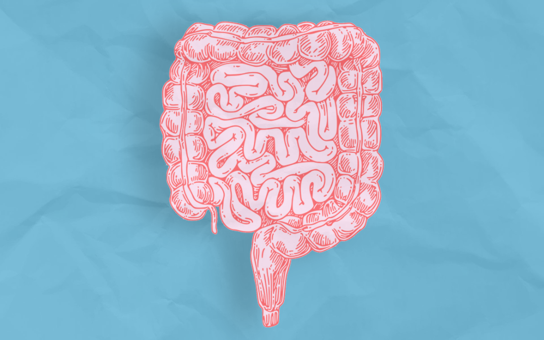 October 9, 2025 | Sped-up evolution may help bacteria take hold in gut microbiome, UCLA-led research team finds