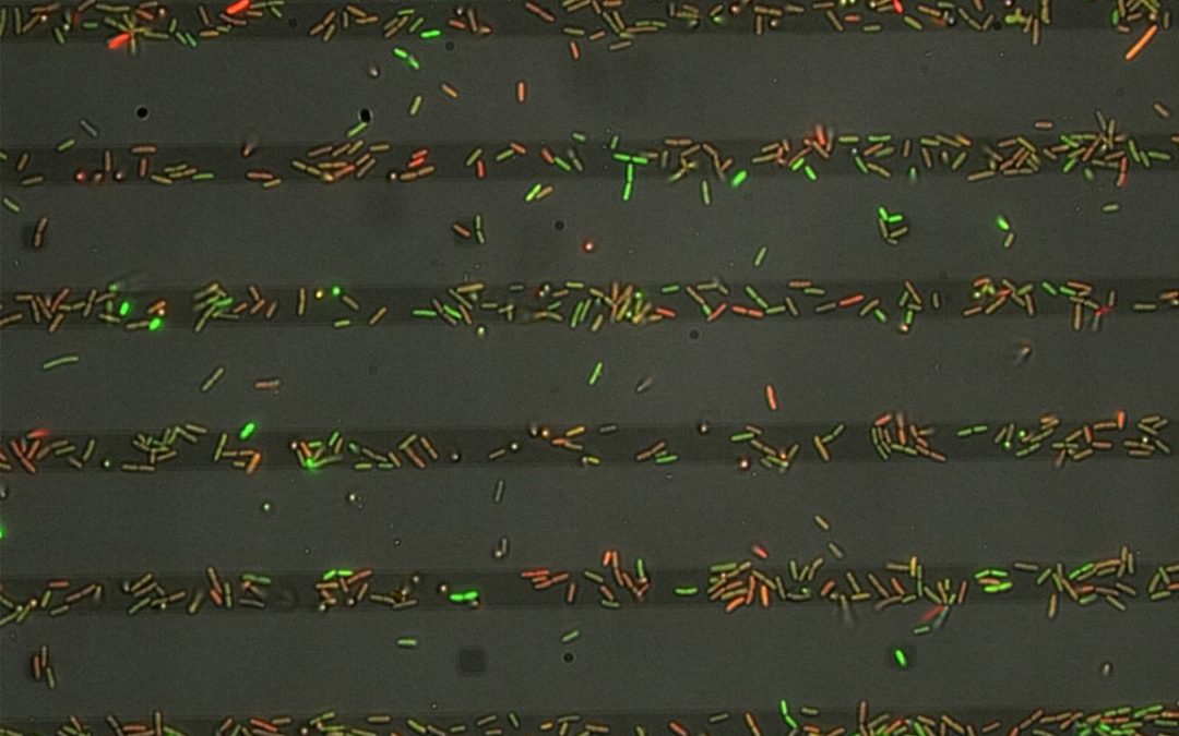 October 28, 2025 | New research uncovers how bad bacteria know where to cluster and cause infection