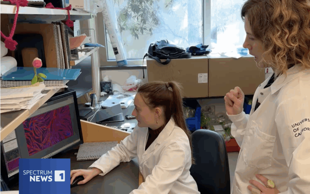 October 10, 2025 | UCLA researchers have successfully cultivated meat, a potential win for sustainable food production’s future